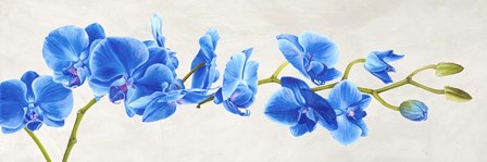 Blue Orchid by Shin Mills art print
