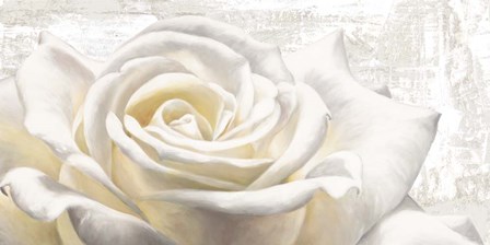 White on White by Jenny Thomlinson art print