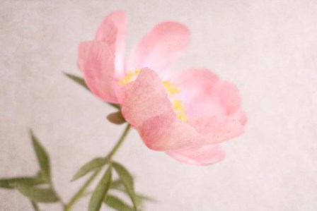 Soft Petals by Sarah Gardner art print