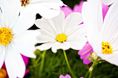 Daisies I by Susan Bryant art print