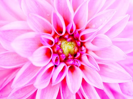 Pink Explosion I by Susan Bryant art print