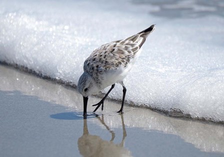 Sandpiper IA by Bruce Nawrocke art print