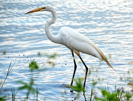 By The Lake Egret by Bruce Nawrocke art print