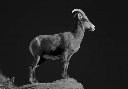 Bighorn Portrait by Thomas Haney art print