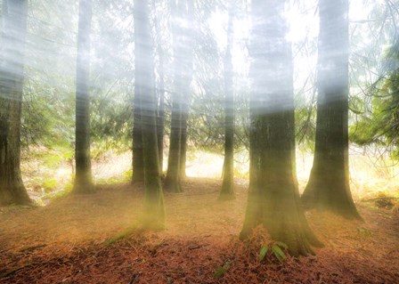 Blurred Trees by Thomas Haney art print