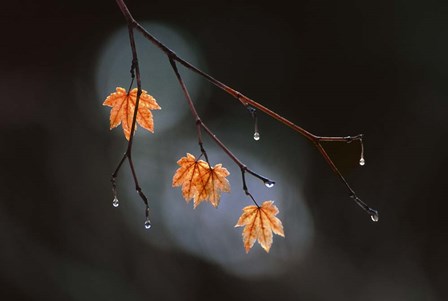 Wet Fall by Thomas Haney art print
