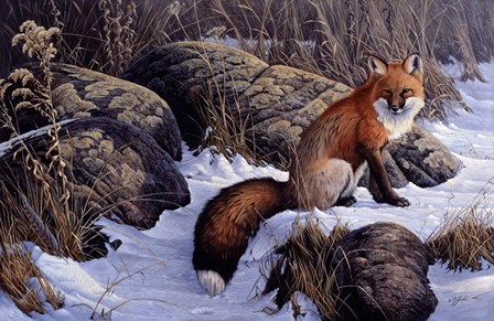 Mid Winter Pause - Red Fox by Wilhelm J. Goebel art print