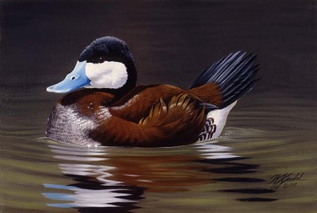 Ruddy Duck by Wilhelm J. Goebel art print