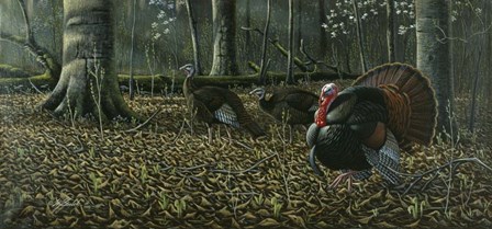 The Suitor - Wild Turkeys by Wilhelm J. Goebel art print