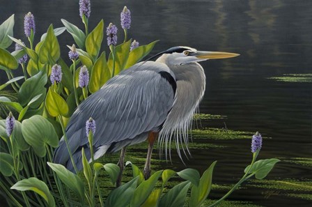 Biding Time Great Blue Heron by Wilhelm J. Goebel art print