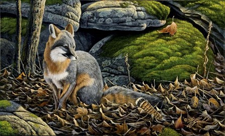 Grey Fox by Wilhelm J. Goebel art print