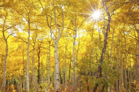 Aspen Morning by Darren White Photography art print