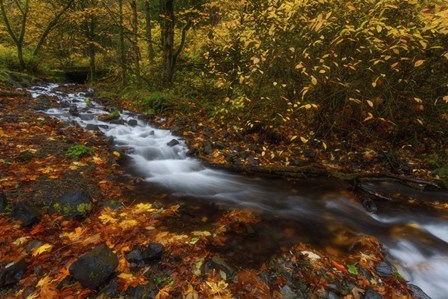 Creekside Colors by Darren White Photography art print