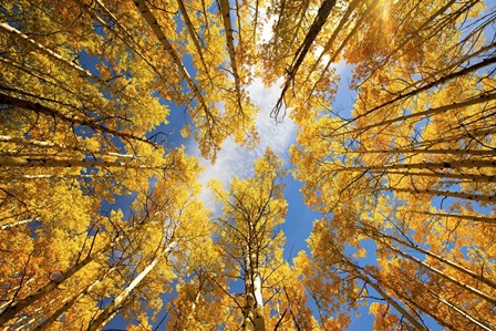 Towering Aspens by Darren White Photography art print