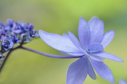 Blue Hydrangea by Cora Niele art print