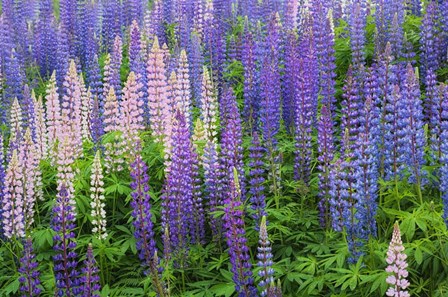 Blue Pink Lupine Flower Field by Cora Niele art print