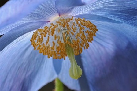 Blue Poppy by Cora Niele art print