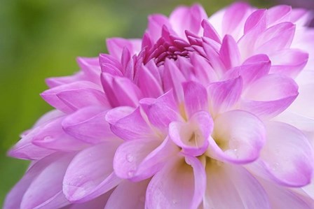 Cerise Pink Dahlia by Cora Niele art print