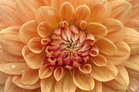 Orange Dahlia by Cora Niele art print