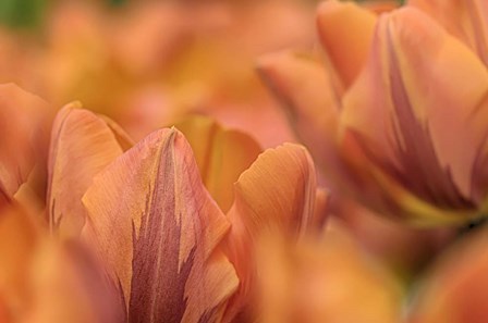 Orange Tulips by Cora Niele art print