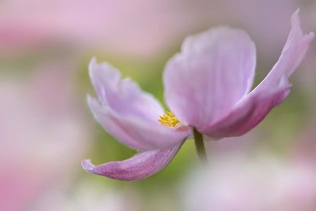 Pink Anemone by Cora Niele art print