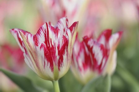 Rembrandt Silver Standard Tulip by Cora Niele art print