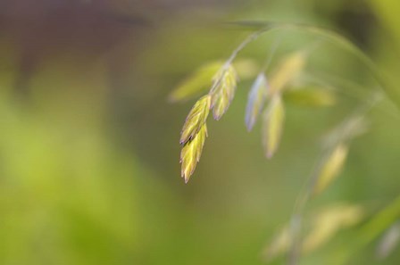 Sea Oats Grass by Cora Niele art print