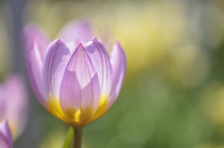 Tulip Lilac Wonder by Cora Niele art print