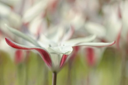 Tulipa Clusiana Cashmeriana by Cora Niele art print