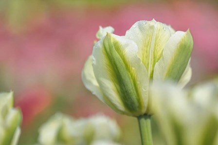 White and Green Tulip by Cora Niele art print