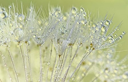 Dandelion Dew I by Cora Niele art print