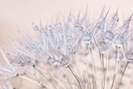 Dandelion Dew II by Cora Niele art print