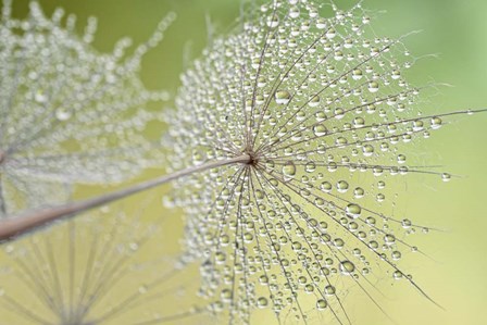 Dewy Dandelion by Cora Niele art print