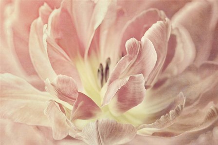 Vintage Tulip by Cora Niele art print