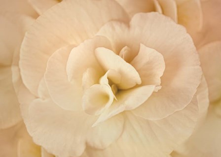 Amber Begonia Flower by Cora Niele art print