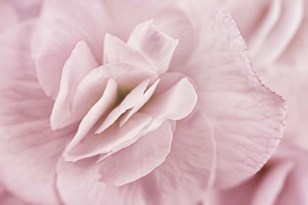 Begonia Flower by Cora Niele art print