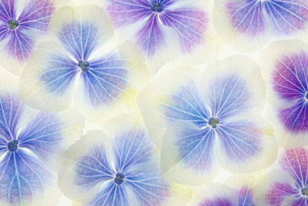 Blue and White Hydrangea Flowers by Cora Niele art print