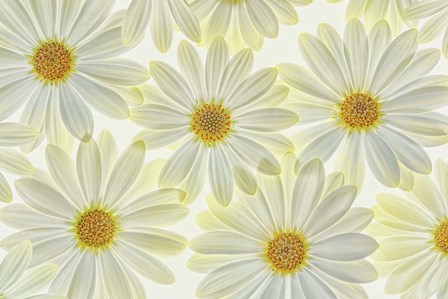 Daisy Flowers by Cora Niele art print