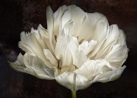 Double White Tulip by Cora Niele art print