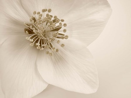 Hellebore Christmas Rose by Cora Niele art print