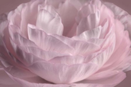 Persian Pink Petals by Cora Niele art print