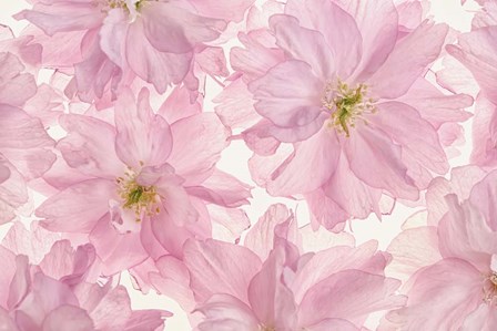 Pink Cherry Blossom by Cora Niele art print