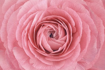 Pink Persian Buttercup Flower by Cora Niele art print