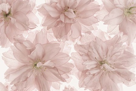 Prunus Blossom by Cora Niele art print