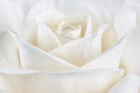Pure White Rose by Cora Niele art print