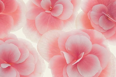 Rose Begonia Flowers by Cora Niele art print