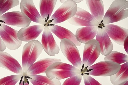 Ruby Red and White Tulips by Cora Niele art print