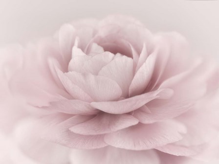 Stylisch Rose Pink by Cora Niele art print