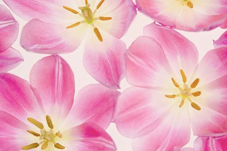 Three Cerise Pink Tulips by Cora Niele art print