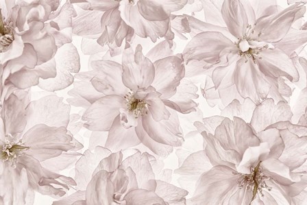 Translucent Cherry Blossom by Cora Niele art print